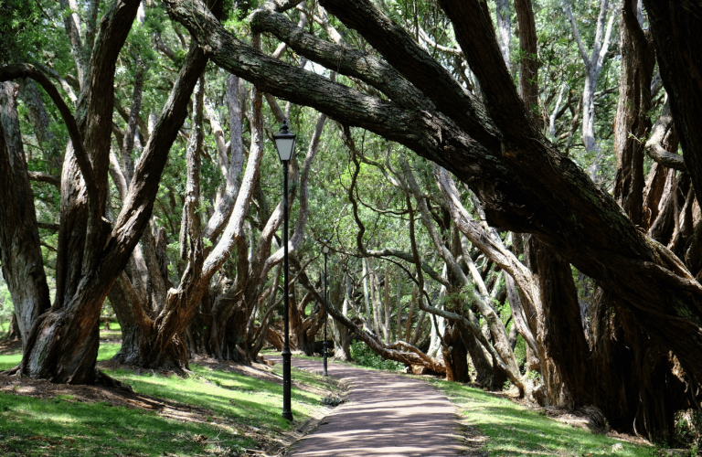 Screen Auckland - Locations - Forests and parks