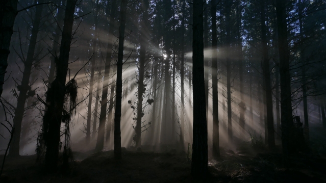 Light shining through trees in a forest